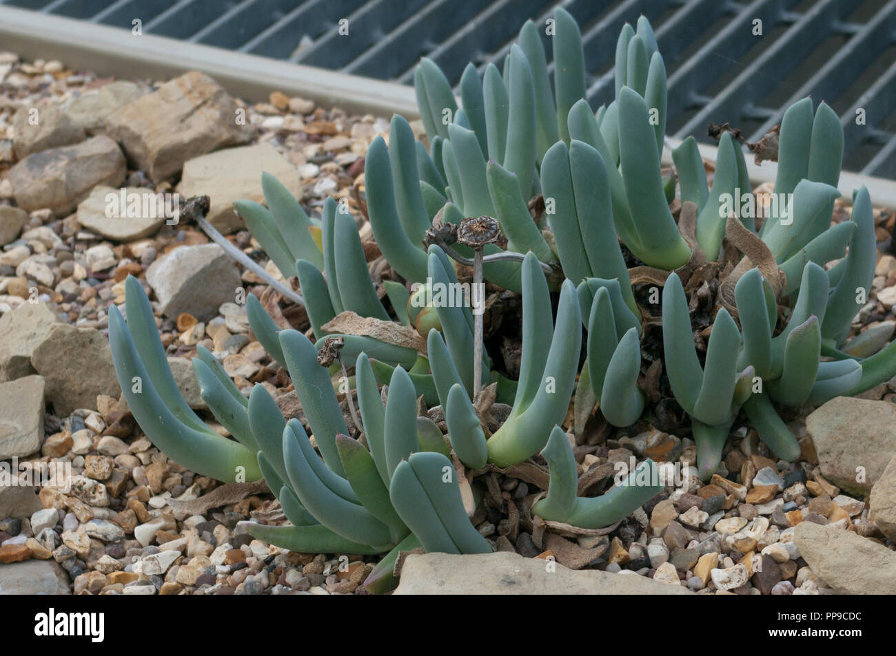 Aizoaceae saftige dikotylen Pflanze Sie üblicherweise als Eis pflanzen Teppich Unkraut oder vygies bekannt Stockfoto