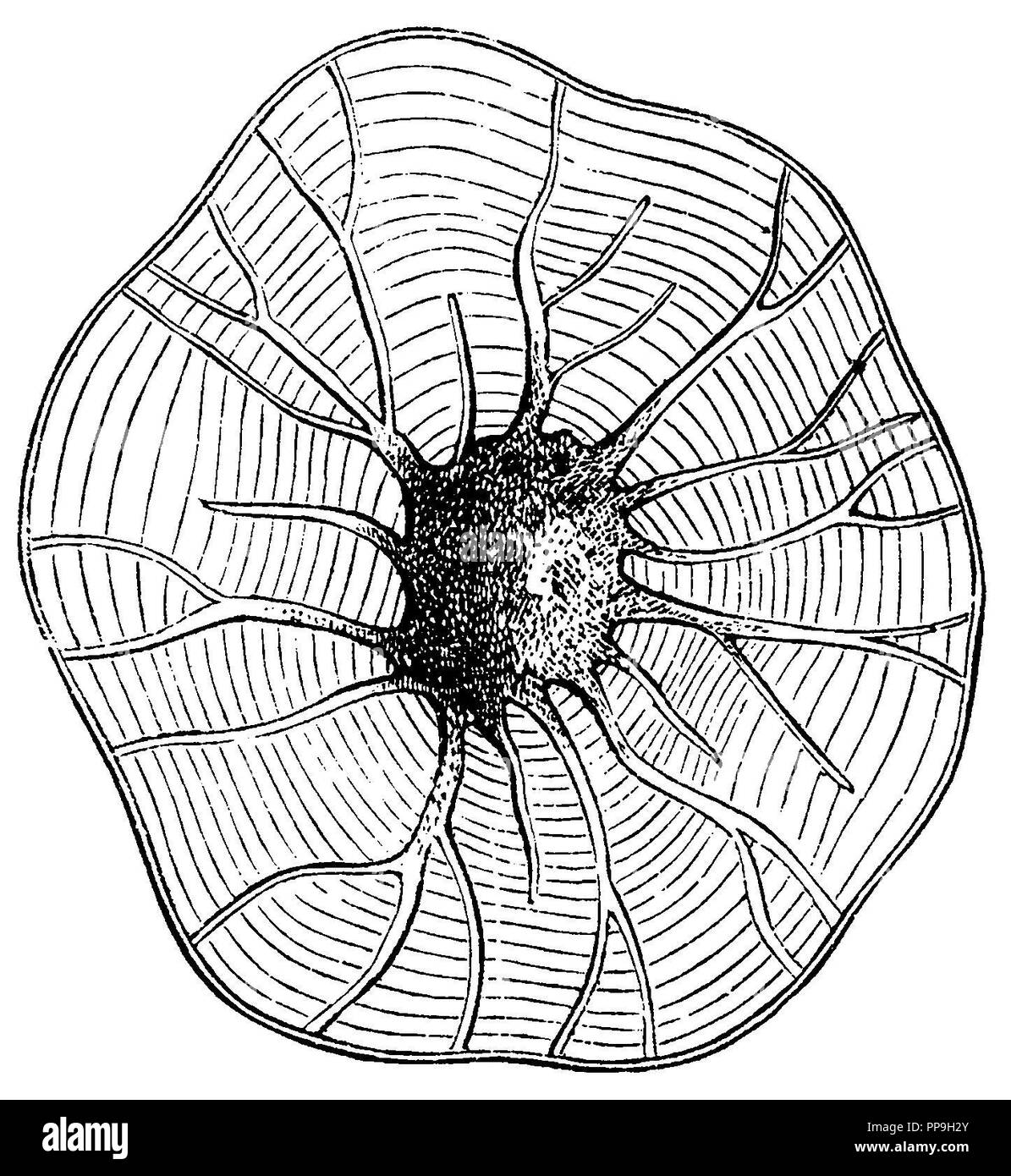 Nussbaum, Stein Zelle mit verzweigten Auswurfkrümmer Kanäle aus der Walnuss shell, anonym Stockfoto
