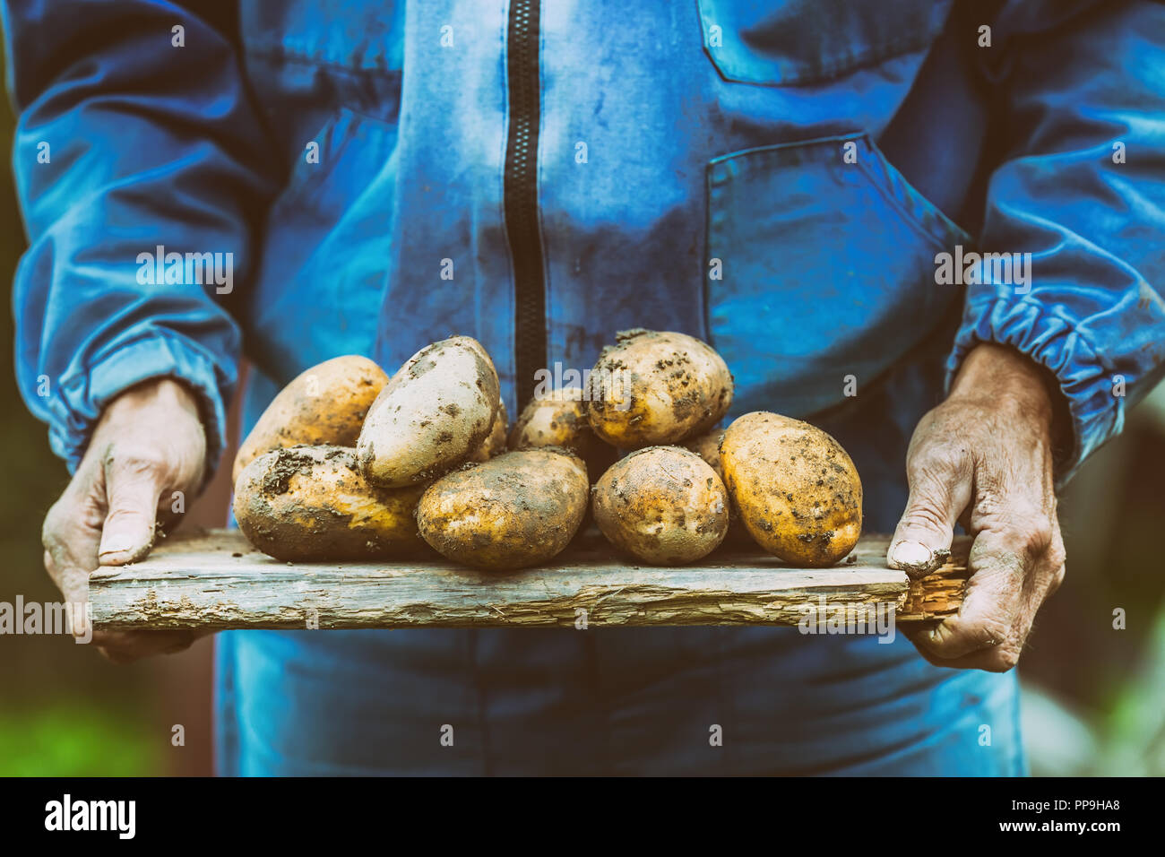 Alte Hand der Erzeuger, frische organische Kartoffeln. Stockfoto