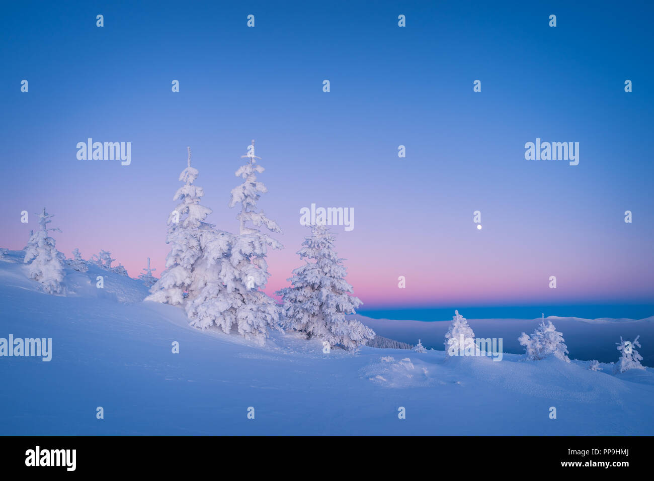 Winterlandschaft. Morgen in der Dämmerung. Frostigen morgen. Tannen unter dem Schnee Stockfoto