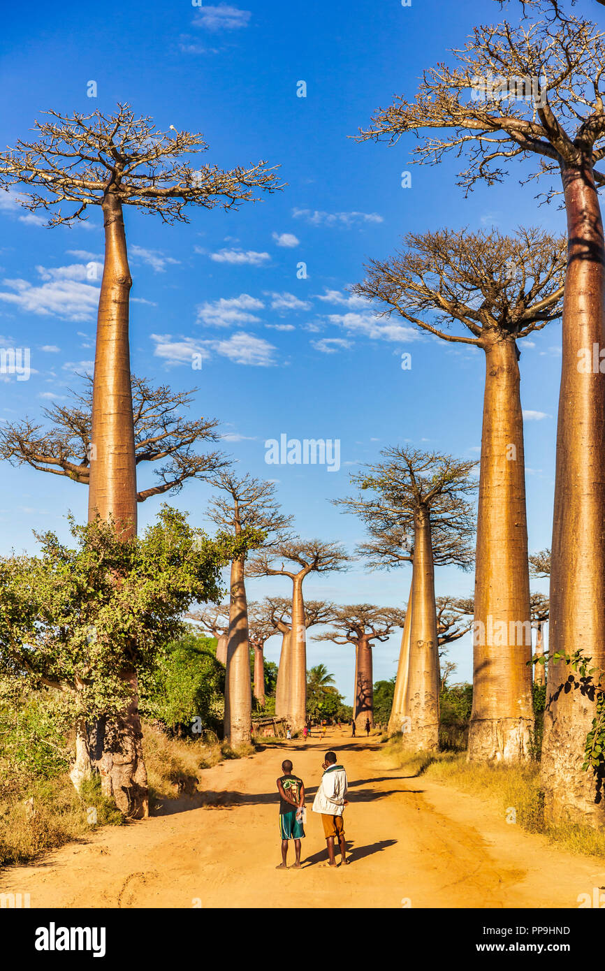 Baobab Allee am Morgen, Madagaskar Stockfoto