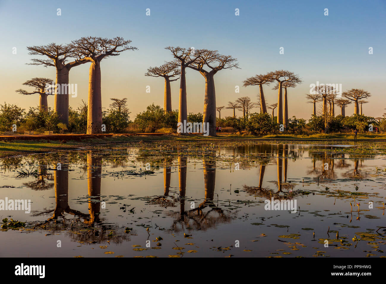 Baobab Allee am Morgen, Madagaskar Stockfoto