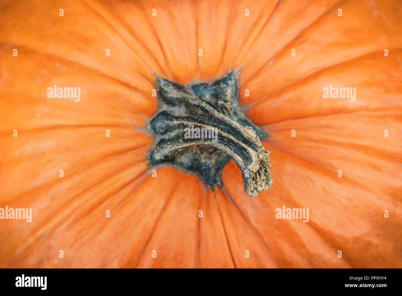 Nahaufnahme von Stammzellen von riesigen orange Kürbis. Herbst Gemüse. Herbst, Halloween und Thanksgiving Design. Selektive konzentrieren. Ansicht von oben. Stockfoto