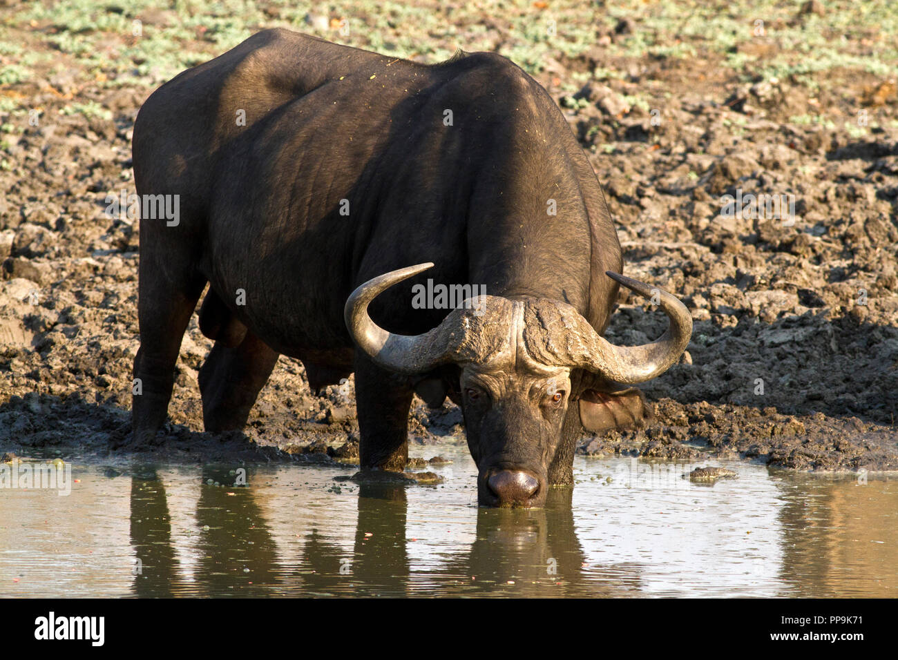 Büffel sind sehr an ihren Wasser- und Flüssigkeitszufuhr Erhaltung arm sind und daher sehr auf Oberflächenwasser abhängig. Zeiten der Dürre kann Schaden anrichten Stockfoto