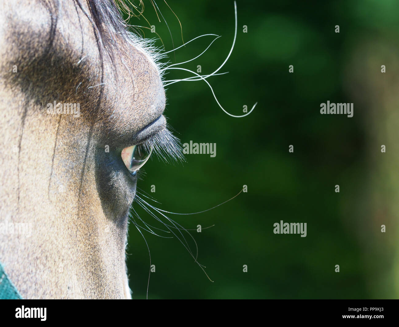 Eine Nahaufnahme von der Seite eines Pferde Gesicht. Stockfoto