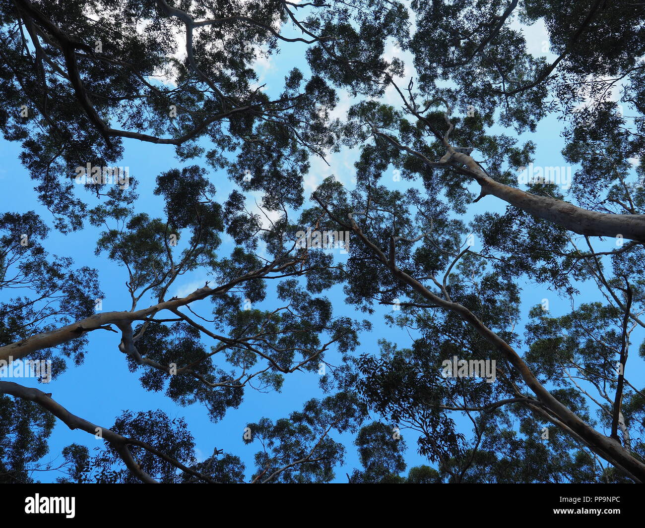 Baumkronen entlang White Sands gesehen gehen, Jervis Bay Stockfoto