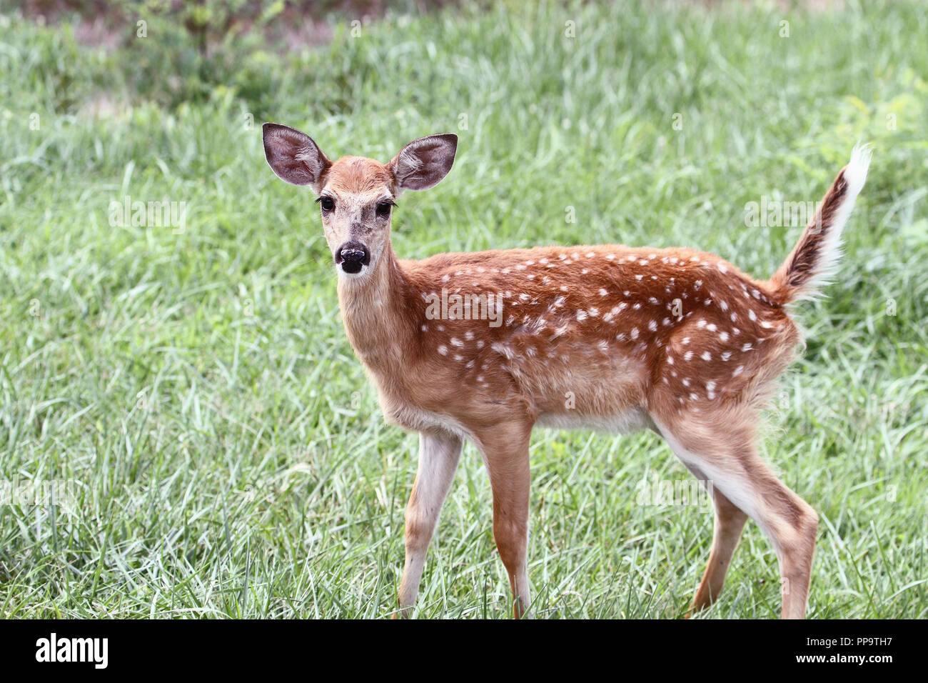 Eine gefleckte Weißwedelhirsche fawn ohne seine Mutter steht in einer grünen Wiese allein. Stockfoto