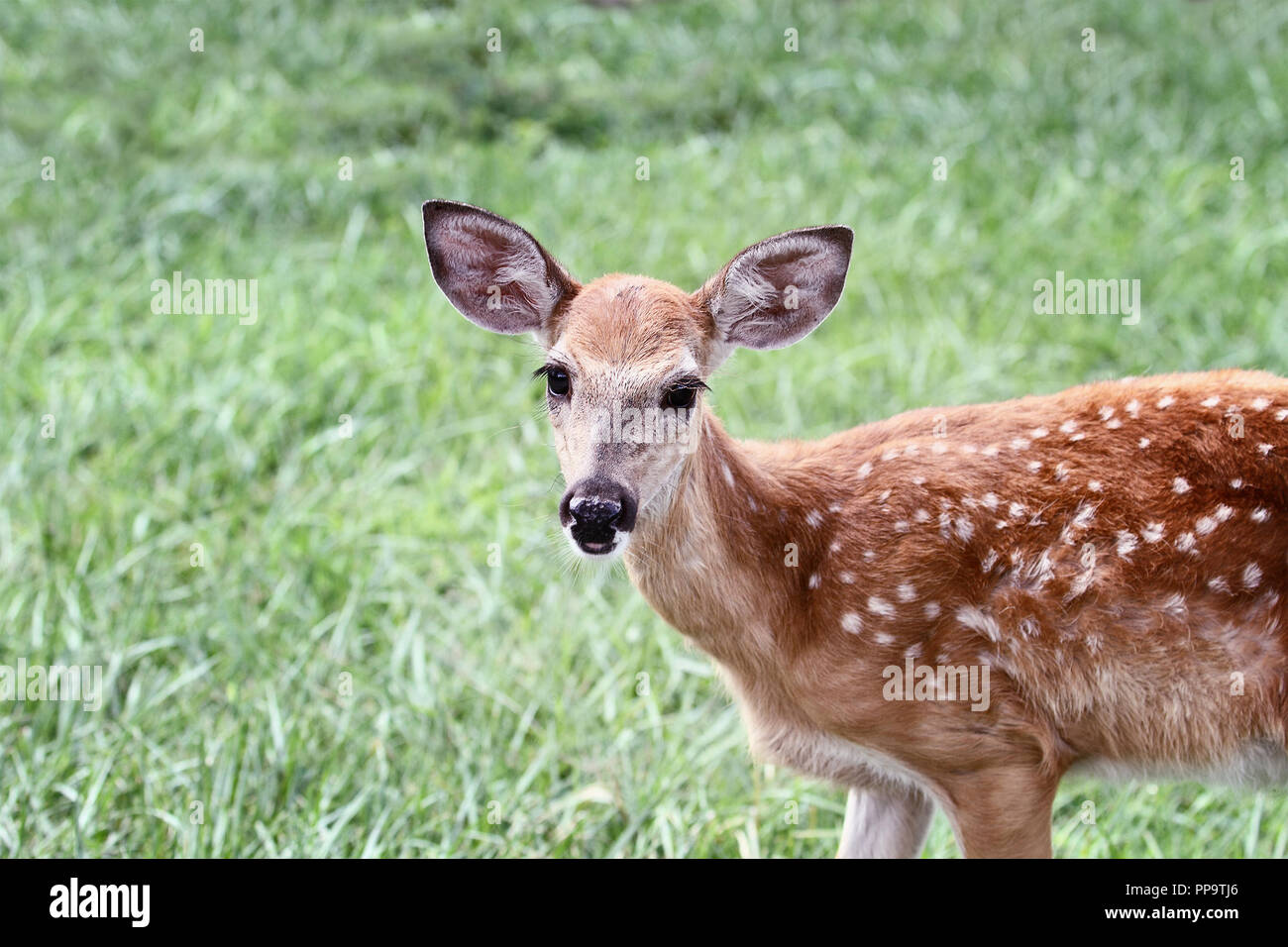 Eine gefleckte Weißwedelhirsche fawn ohne seine Mutter steht in einer grünen Wiese allein. Stockfoto