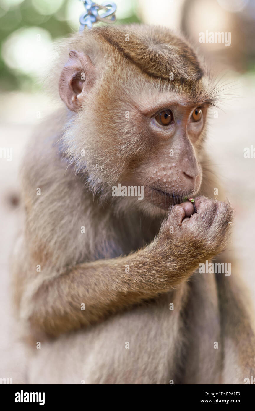 Lange tailed macaque Affen essen im Freien Hintergrund Stockfoto
