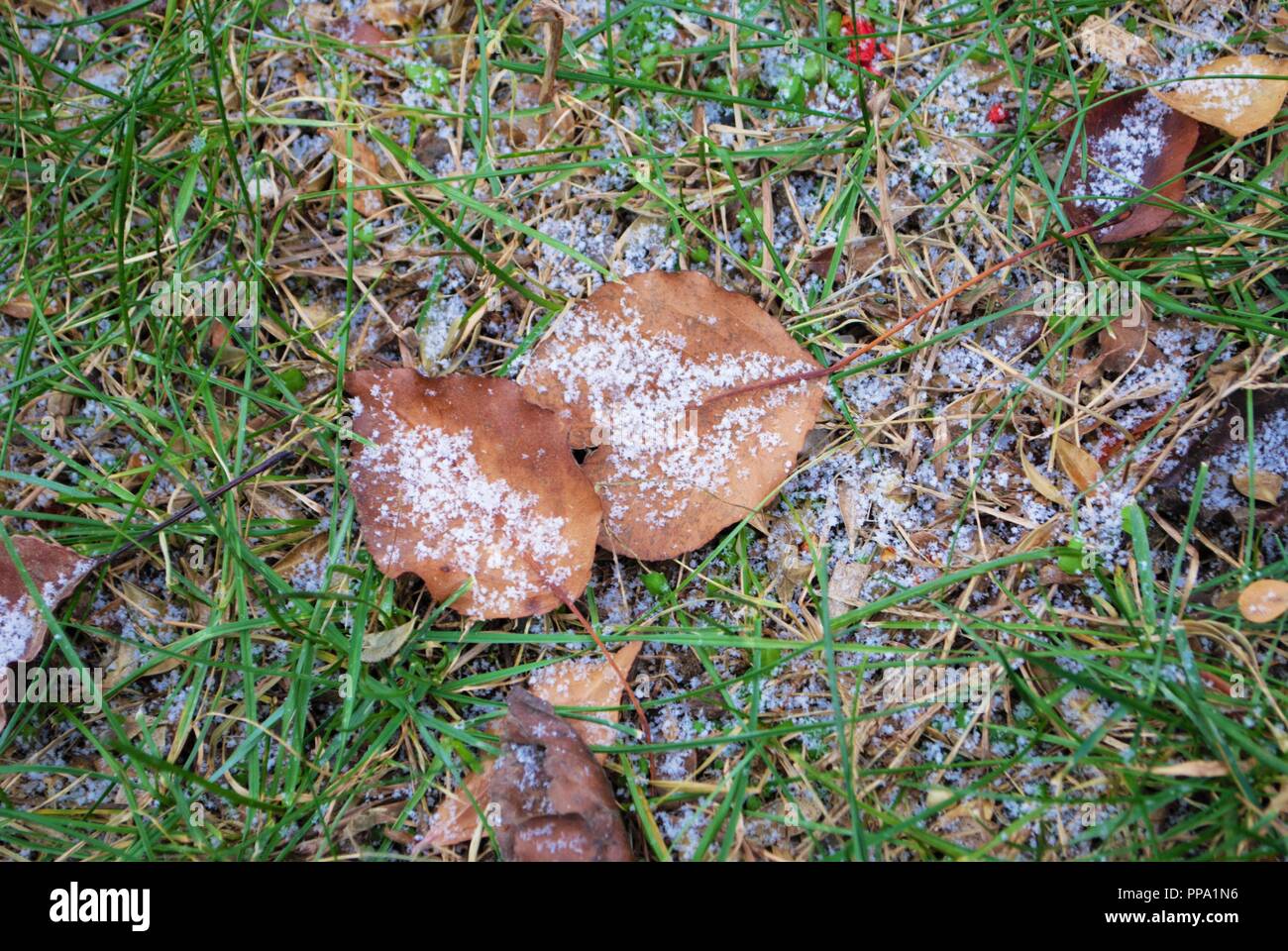 Blätter auf dem Boden mit einem leichten Abstauben des Schnees Stockfoto