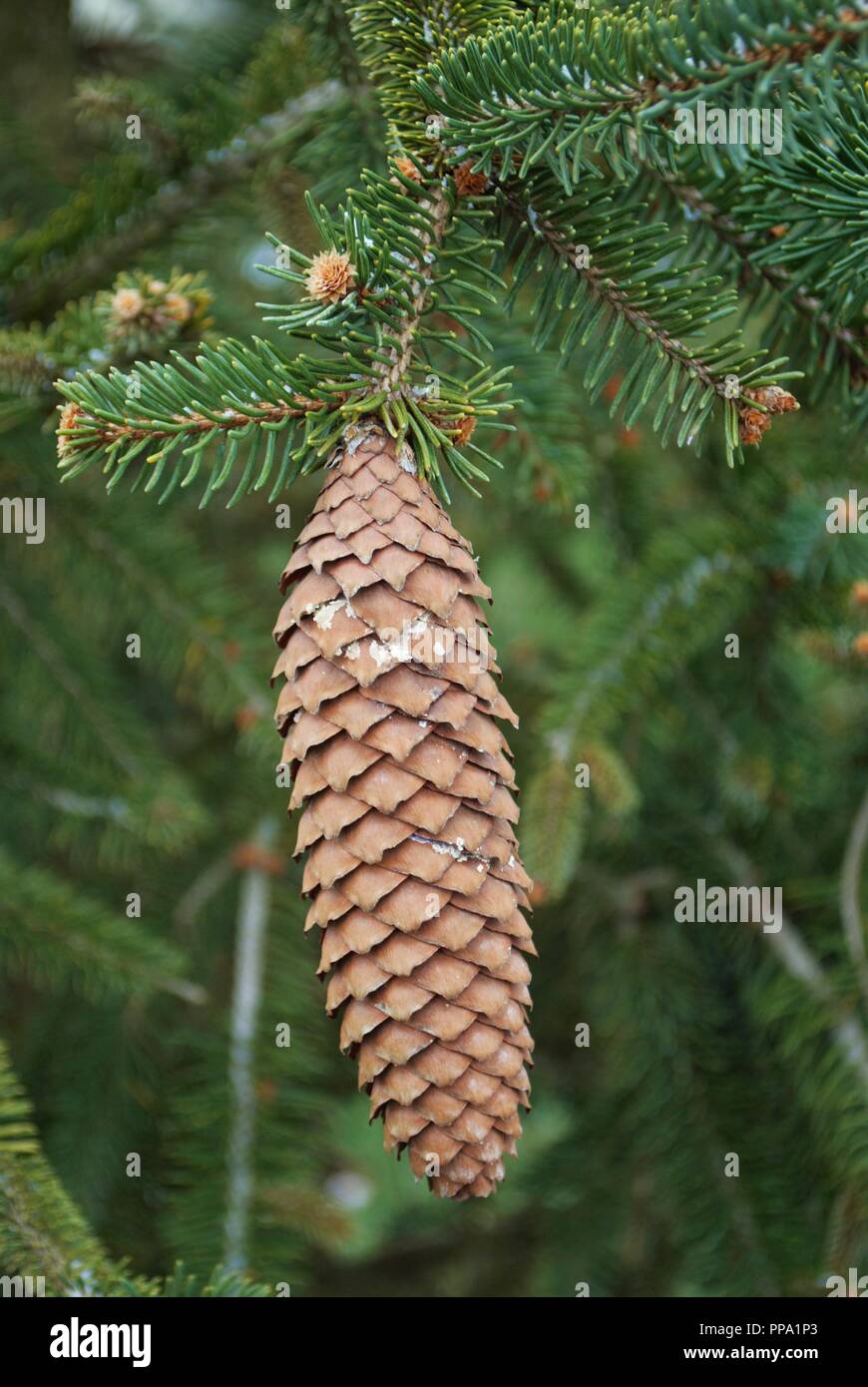 Nahaufnahme eines Pinecone auf einem immergrünen Baum Stockfoto