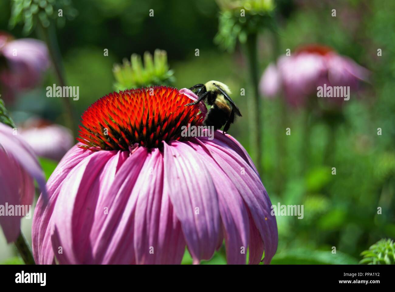 Besetzt, Hummel auf einer hellen und lebendigen Stockfoto