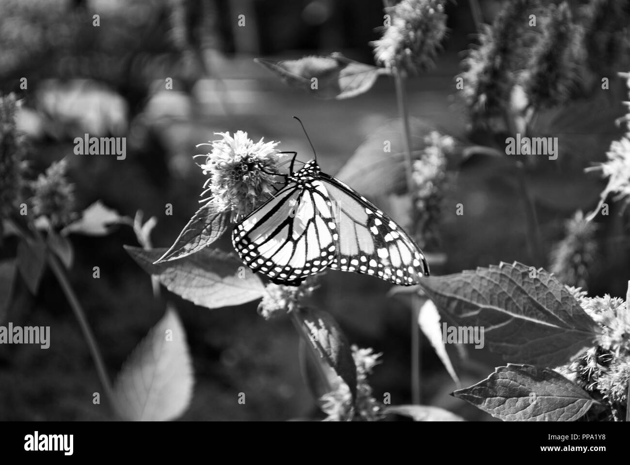 Monarch Butterfly mit einem gebrochenen Flügel auf einem blauen Veronica Blume Stockfoto