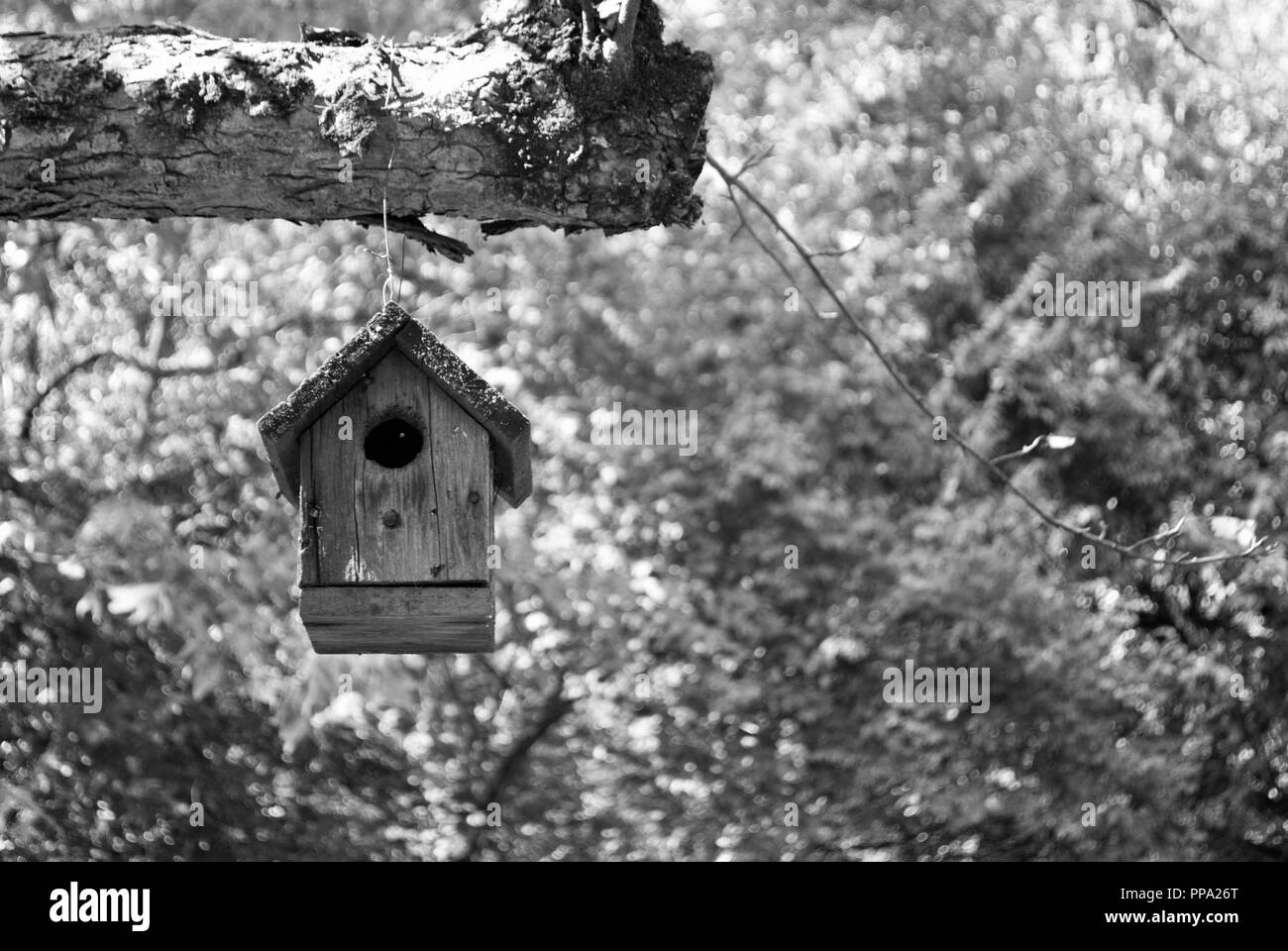 Schwarze und weiße Vogelhaus hängend von einem Baum Stockfoto