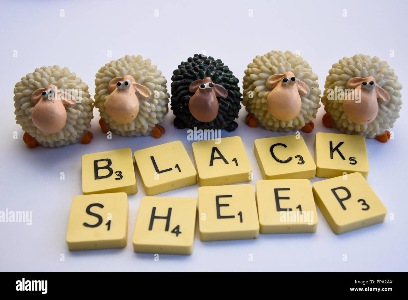 Schwarze Schafe unter den weißen Schafe. Ethnische Minderheit. Kuckucksei aus. Einsam. Idiom, konzeptionelle, Konzept. Farbe Unterschiede. Wayward, einzigartige Stockfoto