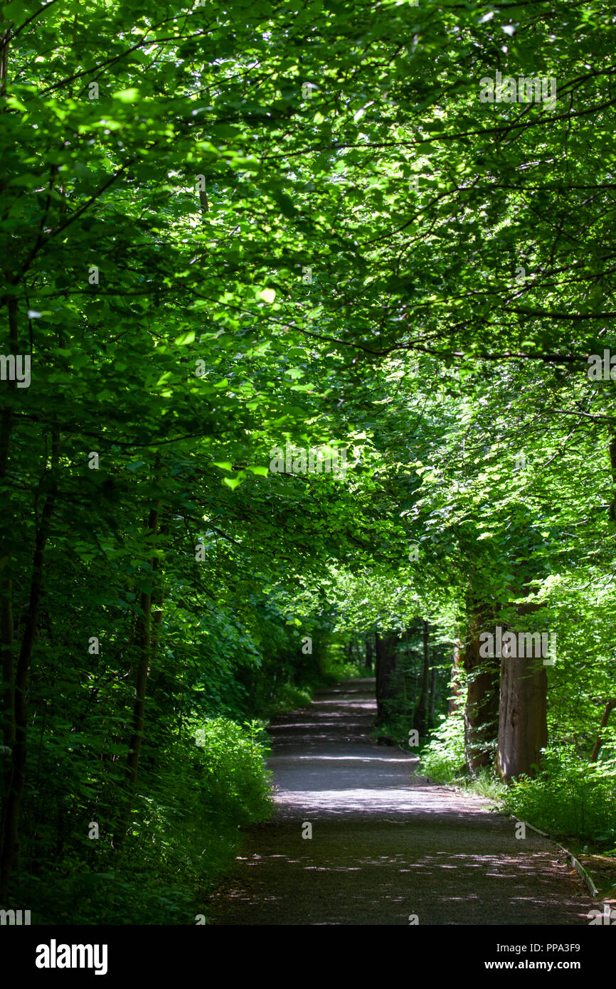 Einen Pfad unter einem schattigen Allee mit Bäumen in vollem Blatt im Juni, Schottland. Stockfoto
