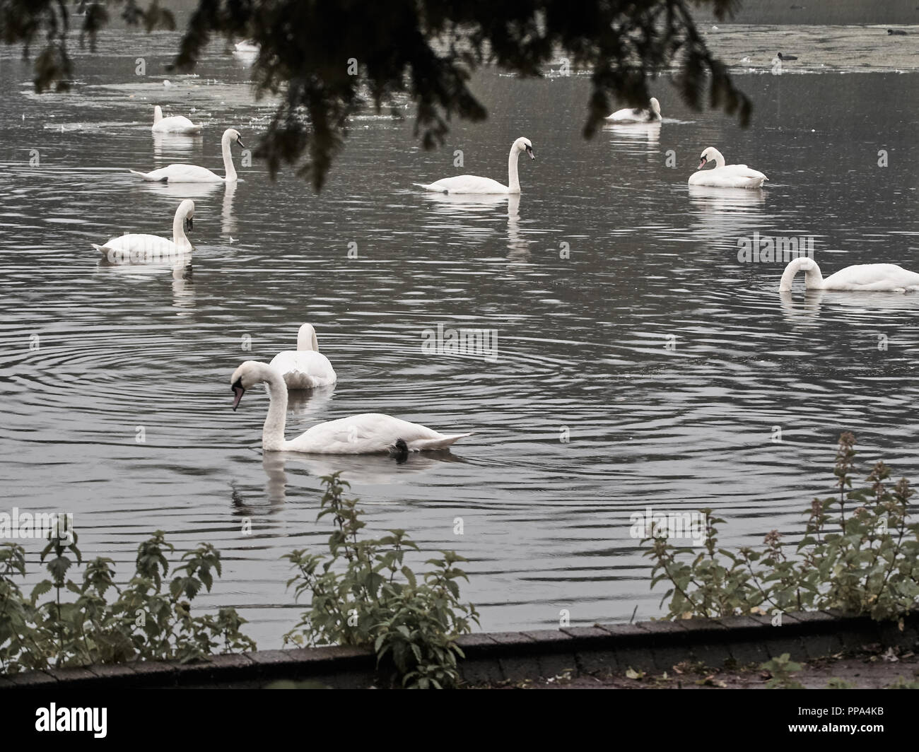 Blick auf viele Schwäne im See im Roath Park in Cardiff Stockfoto