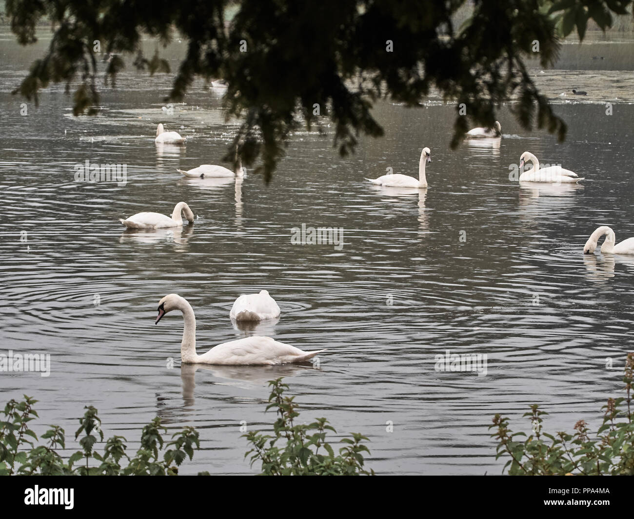 Blick auf viele Schwäne im See im Roath Park in Cardiff Stockfoto