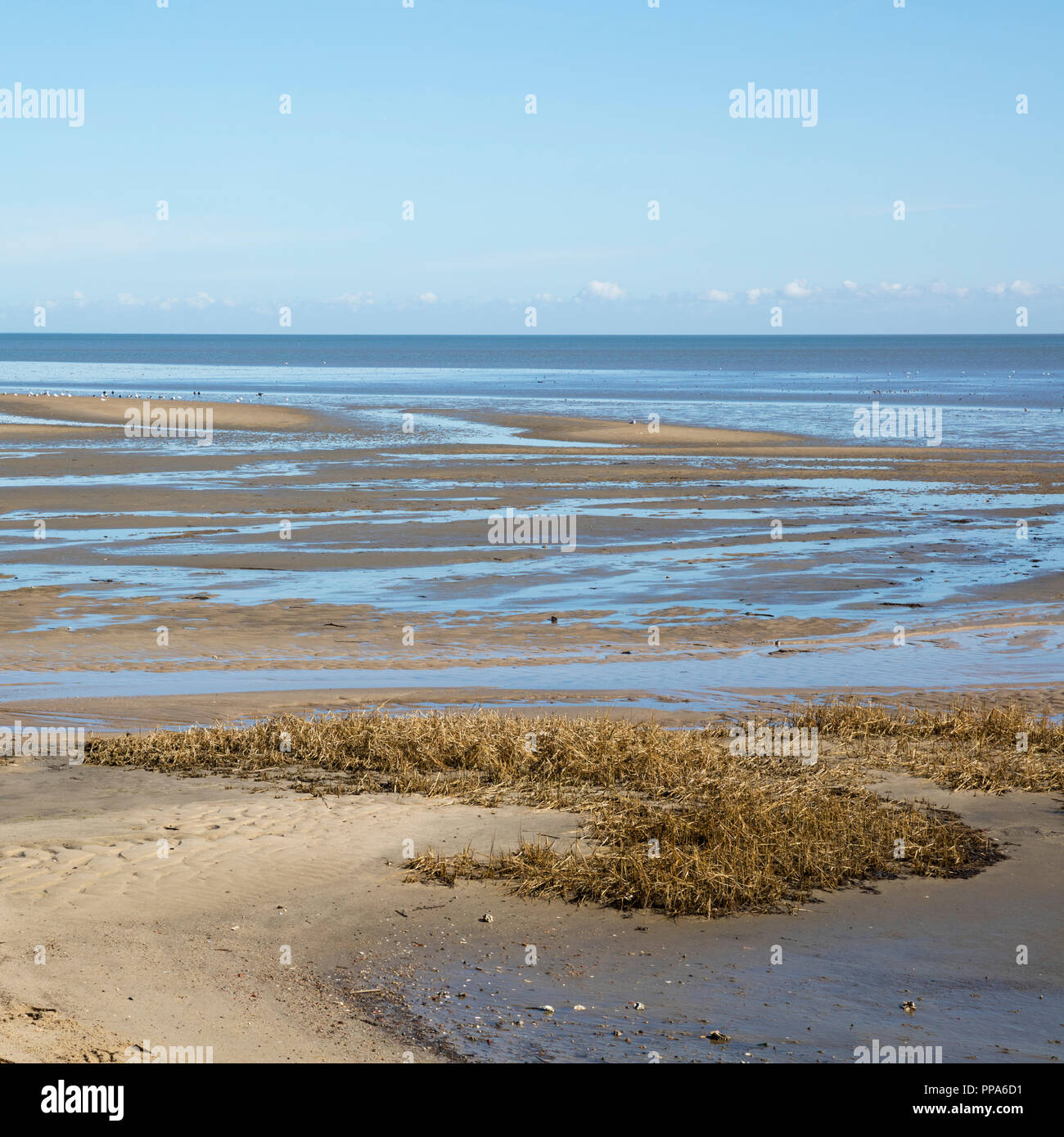 Nationalpark Wattenmeer, Sylt, Nordfriesische Inseln, Nordfriesland, Schleswig-Holstein, Deutschland, Europa Stockfoto