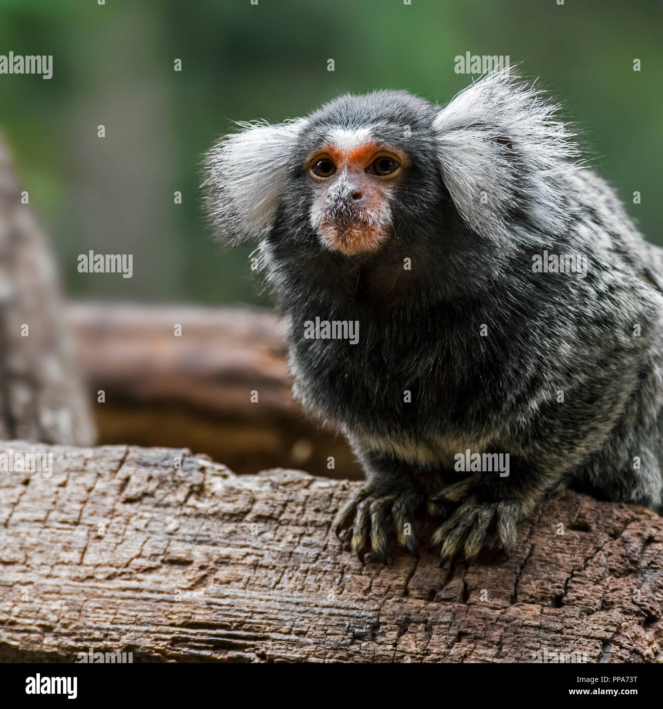Gemeinsame marmosetten (Callithrix jaccus geführt) im Baum, beheimatet in Brasilien, Südamerika Stockfoto