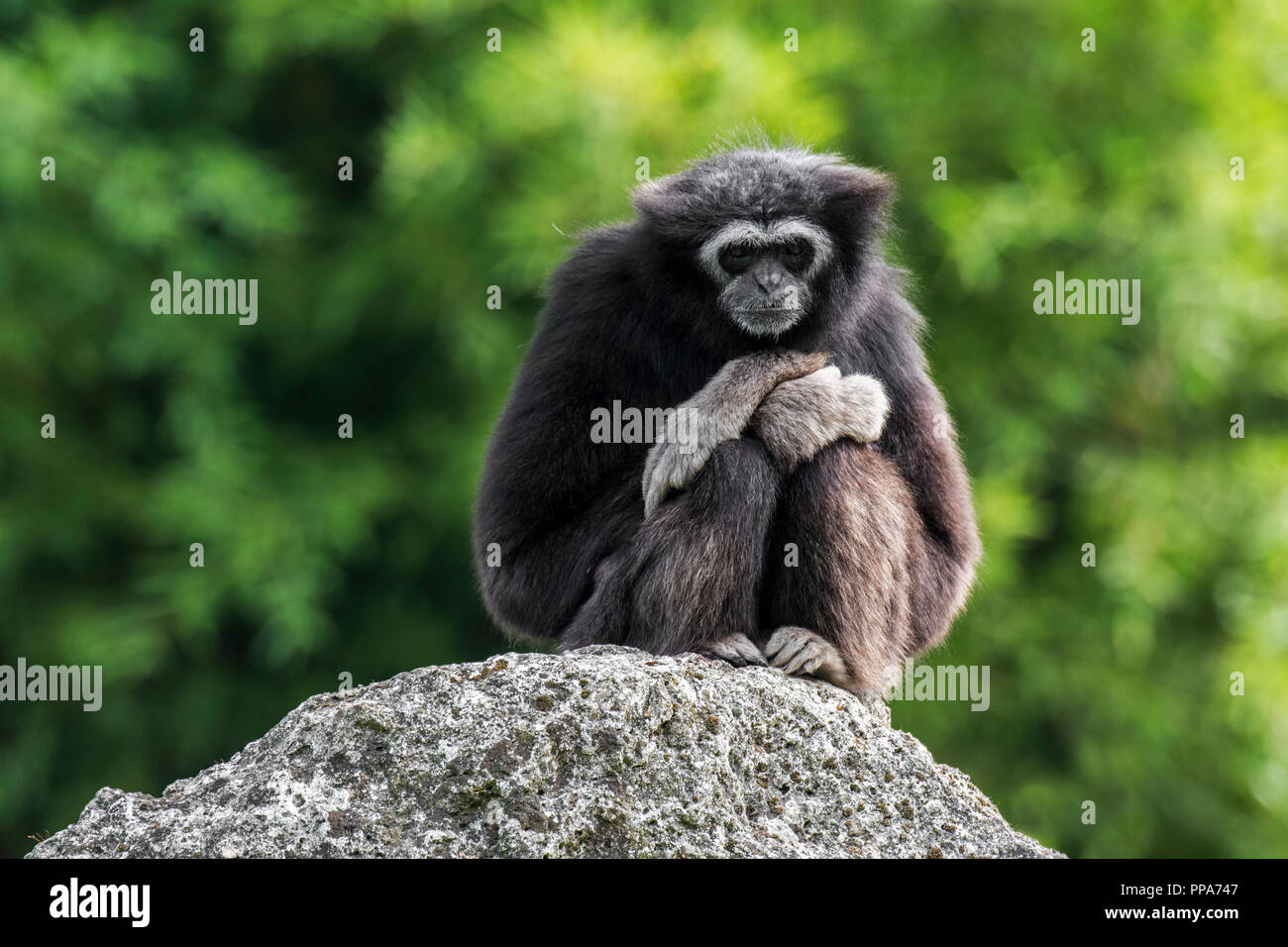 Weiß - übergeben Gibbon/lar Gibbon (Hylobates lar) sitzt auf Felsen, beheimatet in Indonesien, Kambodscha, Laos, Malaysia, Myanmar und Thailand Stockfoto