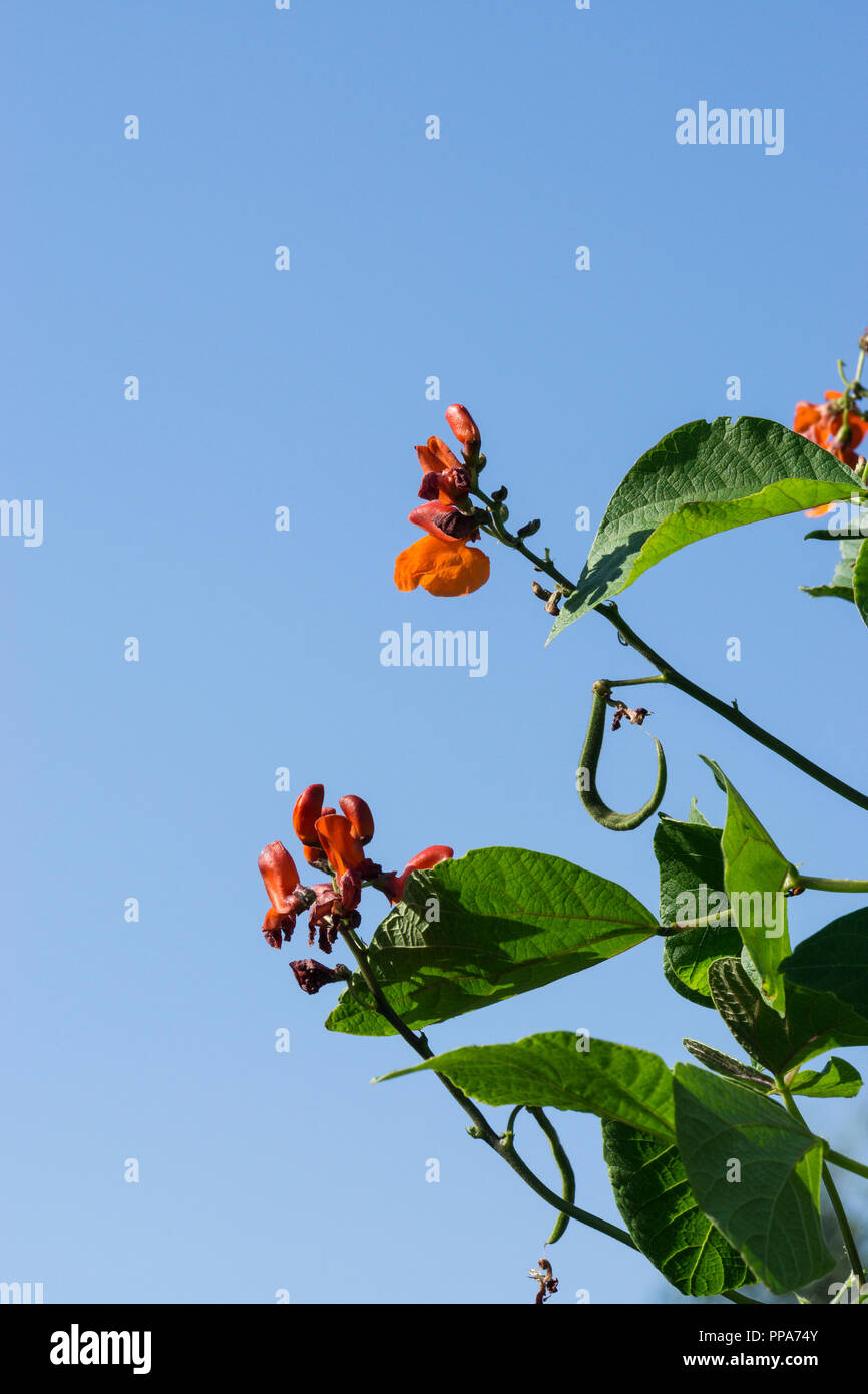 Runner bean Blumen gegen den blauen Himmel Stockfoto