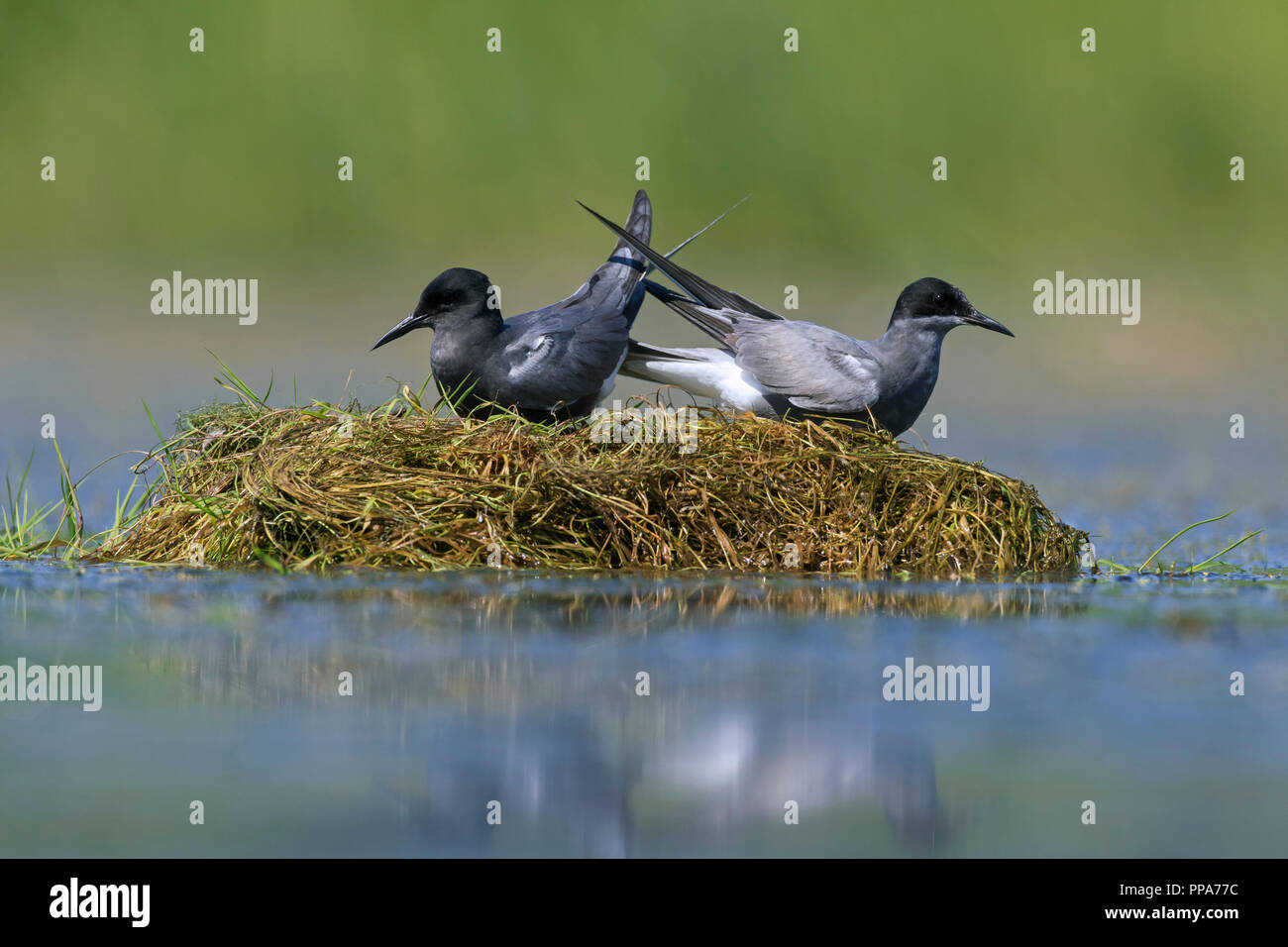 Schwarz tern (Chlidonias niger) Paar in der Zucht Gefieder am Nest in Teich Stockfoto