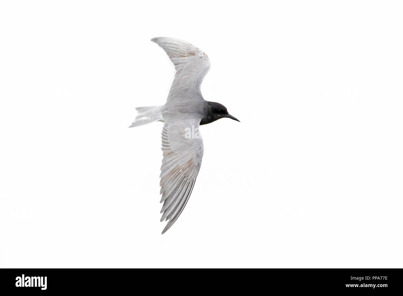 Schwarz tern (Chlidonias niger) in Zucht Gefieder vor weißem Hintergrund fliegen Stockfoto