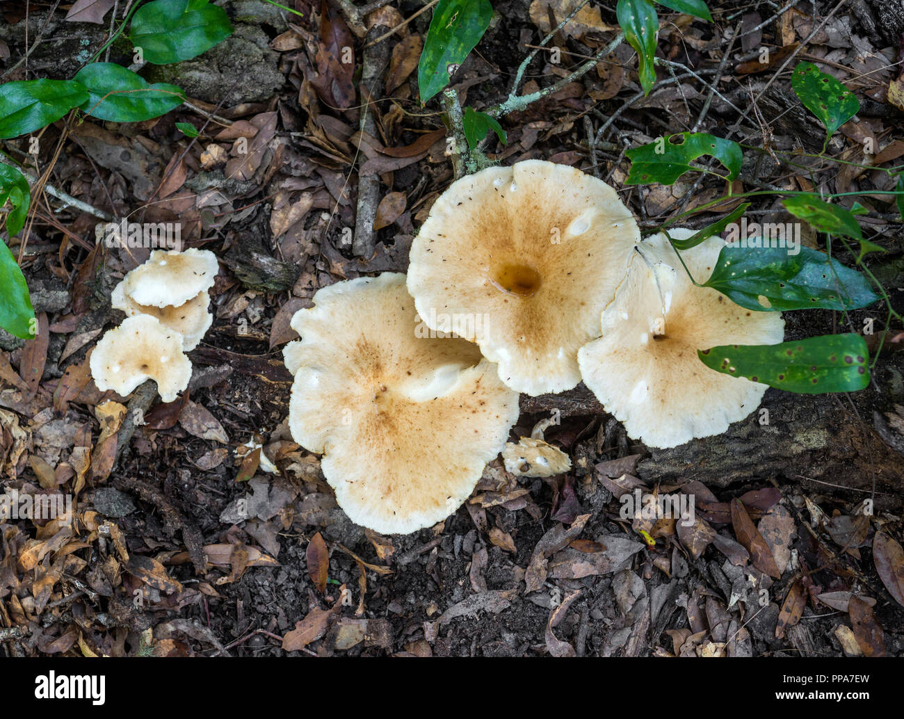 Große Weiße Pilze auf Waldboden in North Central Florida. Schafe Polypore - Albatrellus ovinus ein essbarer Pilz in Nordamerika gefunden. Stockfoto