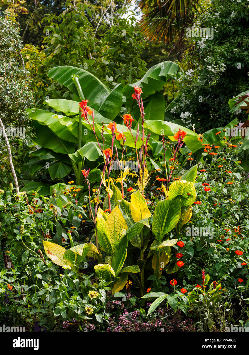 Breite Blätter Der winterharte Banane, Musa basjoo und gelb gestreifte Laub von Canna "Pretoria" ein dominieren exotische Grenze anpflanzen Stockfoto