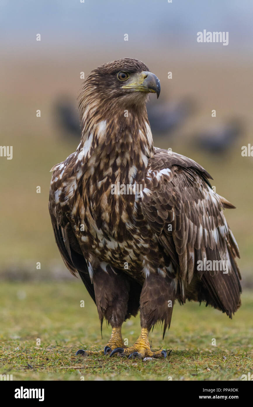 Weiße Seeadler Stockfoto