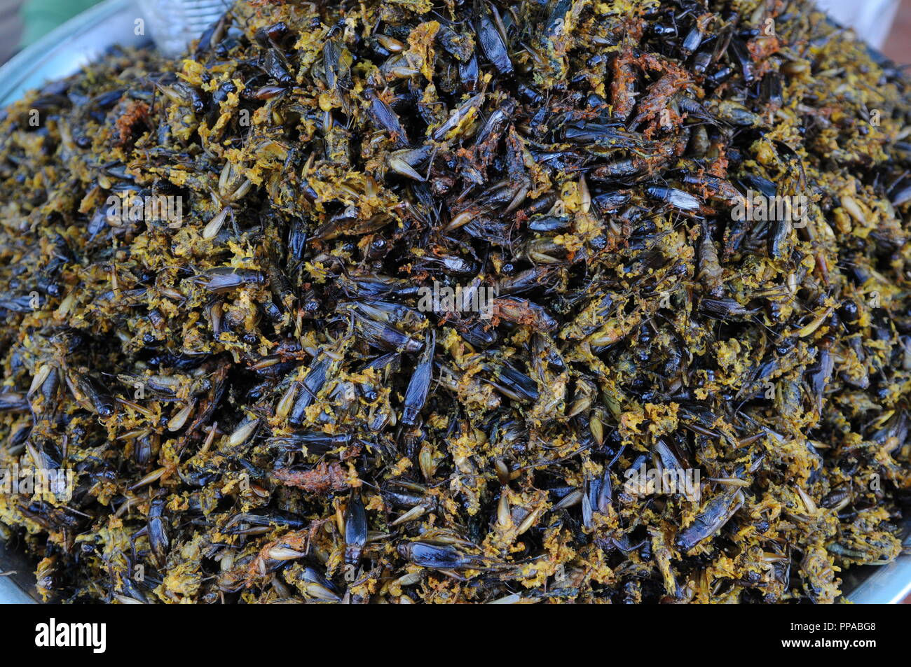 Genießbare grasshoppers/Grillen für Verkauf bei einer Open-Air-Markt in Skuon. Der Provinz Kampong Cham, Kambodscha. Credit: Kraig Lieb Stockfoto