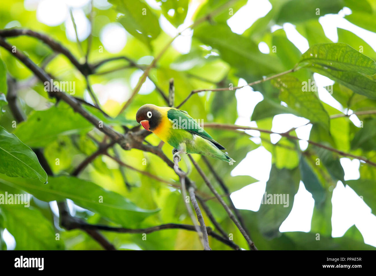 Swp, Singapur, 20.02.2017, Singapur Jurong Vogel Park Rußköpfchen (Agapornis nigrigenis) © 2017 Christoph Hermann, Stockfoto