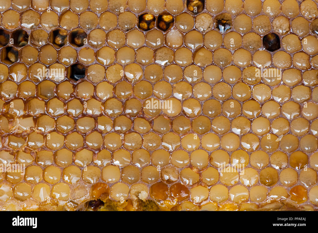 Biene Bienenwaben mit Honig auf weiße Platte. Stockfoto