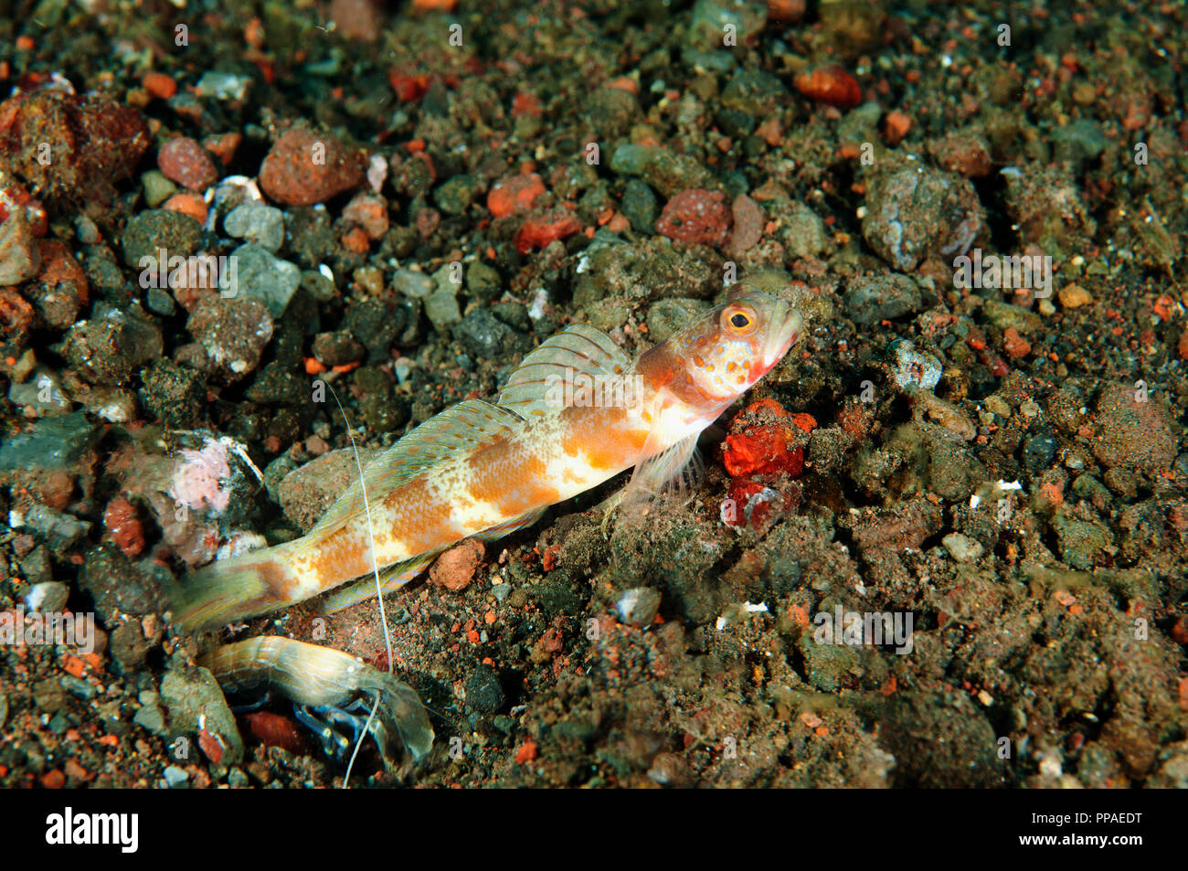 Wunderschöne shrimp Goby, Amblyyeleotris alpheid Wheeleri, mit Garnelen, Bali, Indonesien. Stockfoto