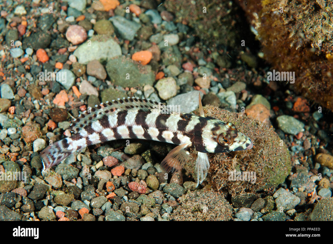 Weiß Gestreifte sandperch, Parapercis xanthozona, Bali, Indonesien. Stockfoto