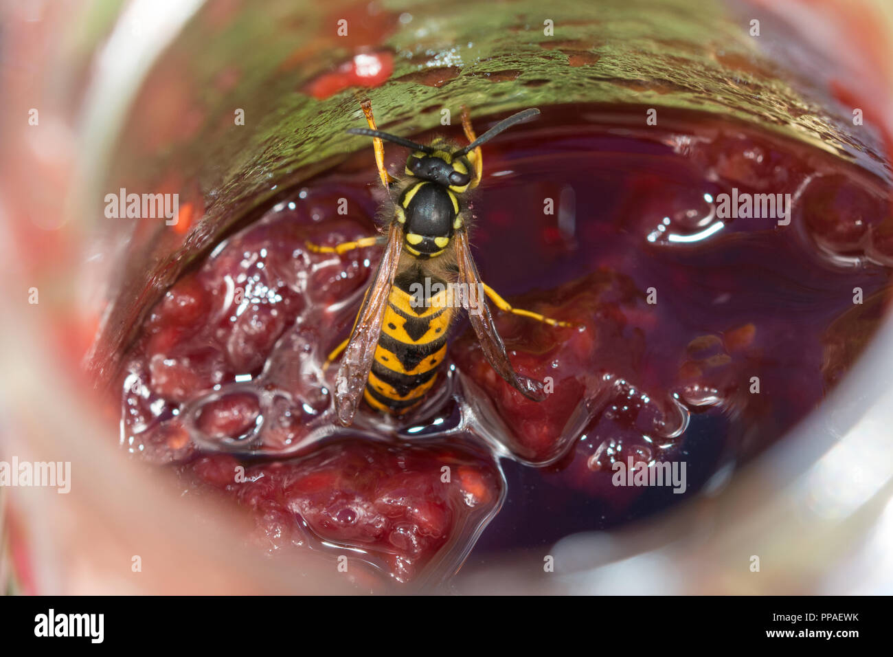 Gemeinsame Wespe (Vespula vulgaris) angezogen, einen Topf mit himbeermarmelade Stockfoto