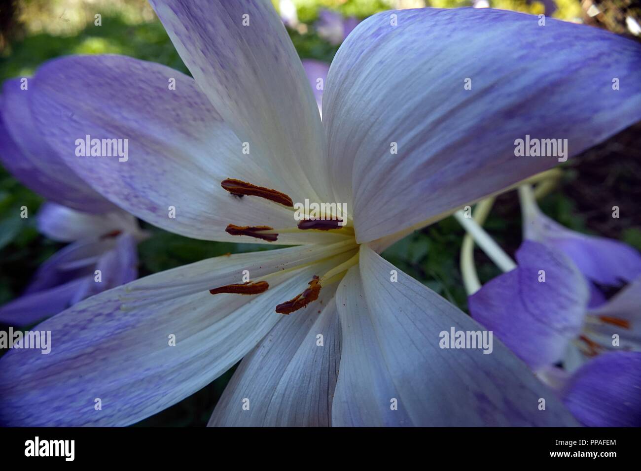 Herbst Crocus Blume Nahaufnahme Stockfoto