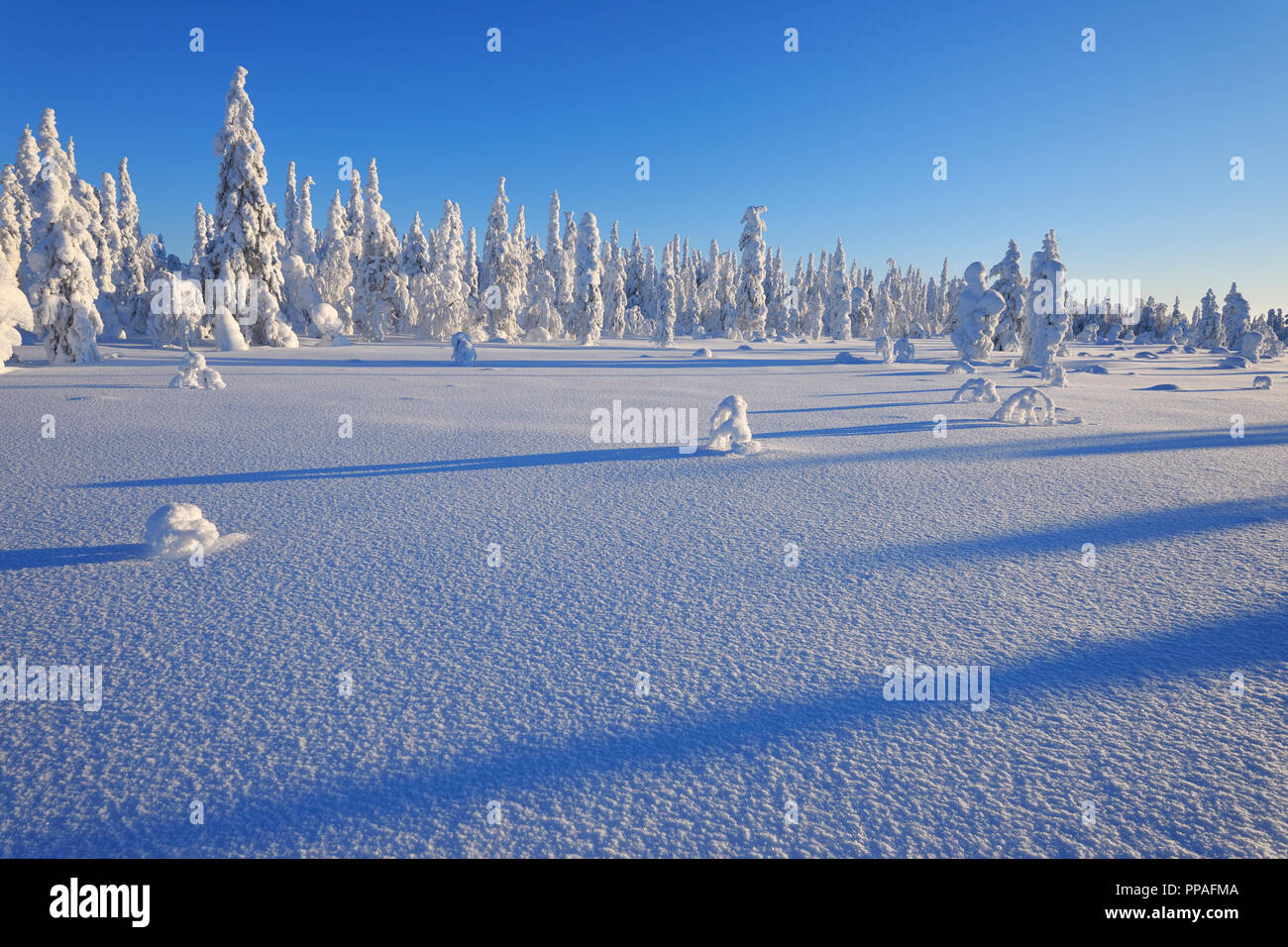 Verschneite Winterlandschaft, Haataja, Kuusamo, Nordoesterbotten, Pohjois Pohjanmaa, Finnland, Suomi Stockfoto