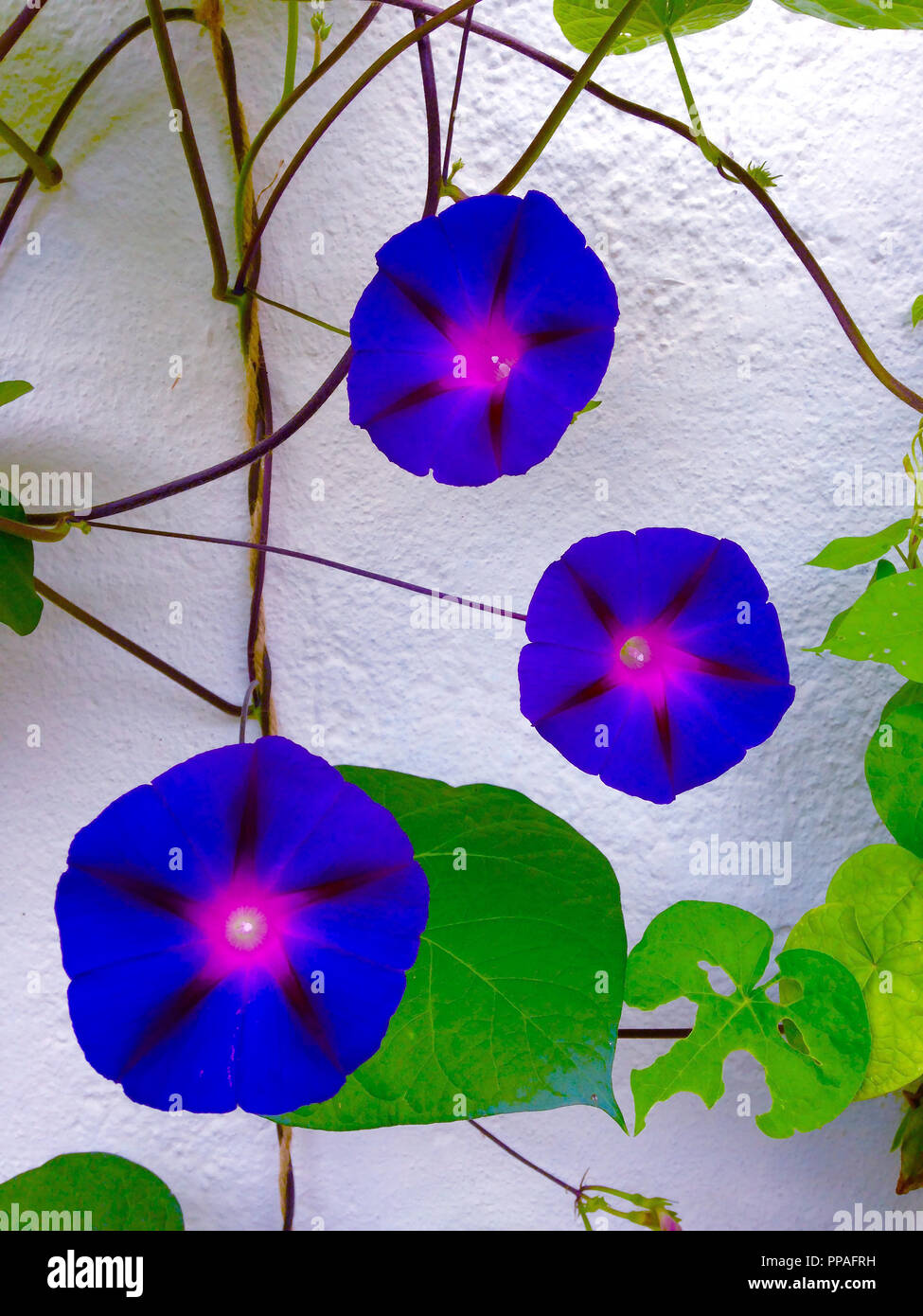 Morning Glory Blumen an der Wand Stockfoto