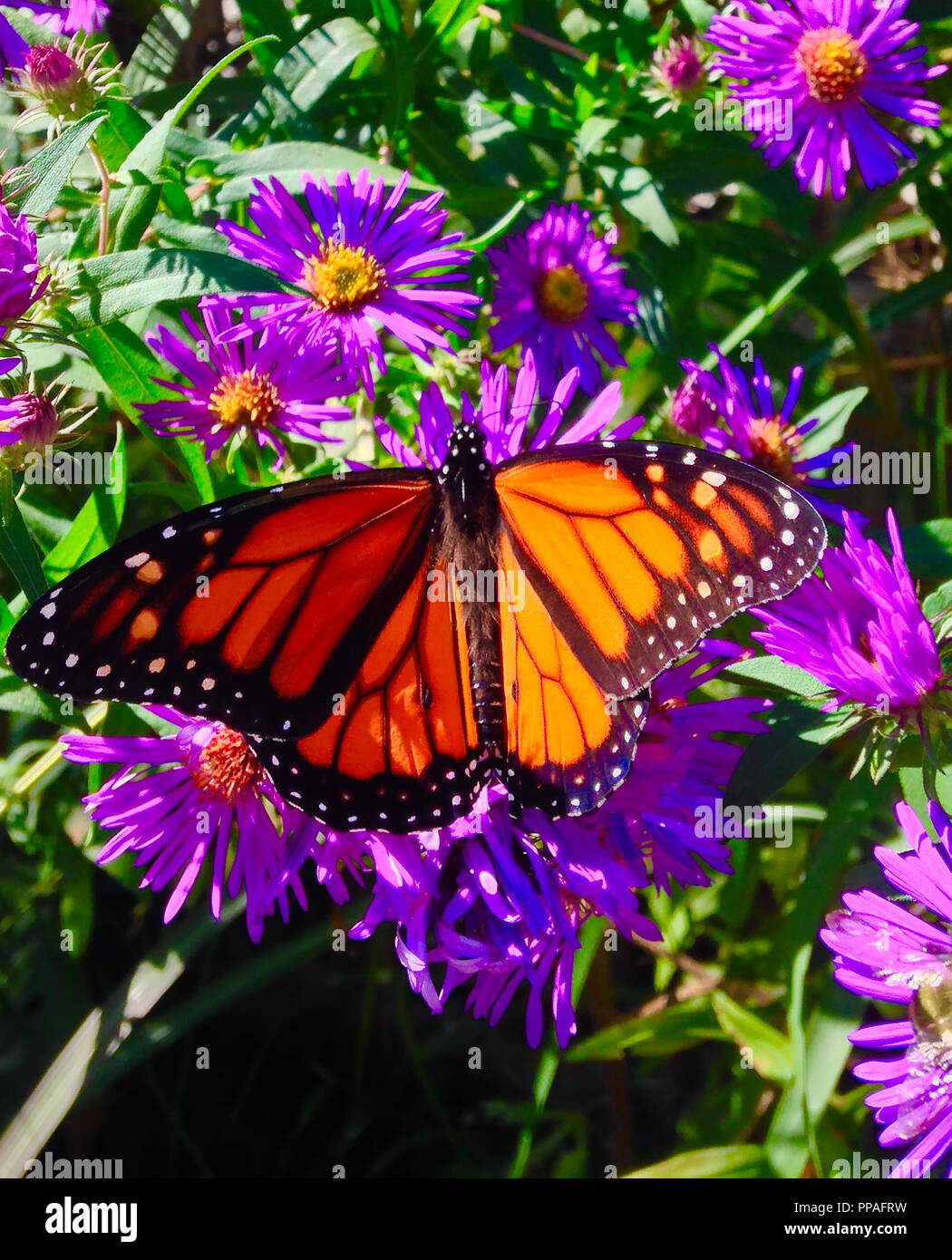 Monarch butterfly ruhen Stockfoto
