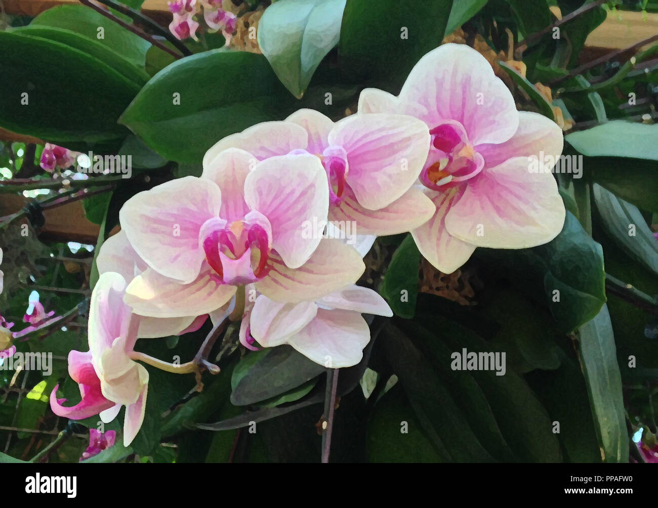 Foto Abbildung: Orchideen Stockfoto