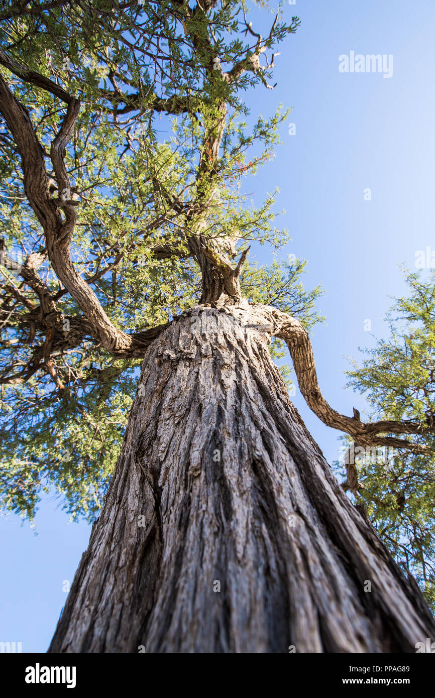 Eine große camelthorn Baum von unten. Der Baum Stamm ist in der Mitte mit der Branchen, die in den blauen Himmel. Stockfoto