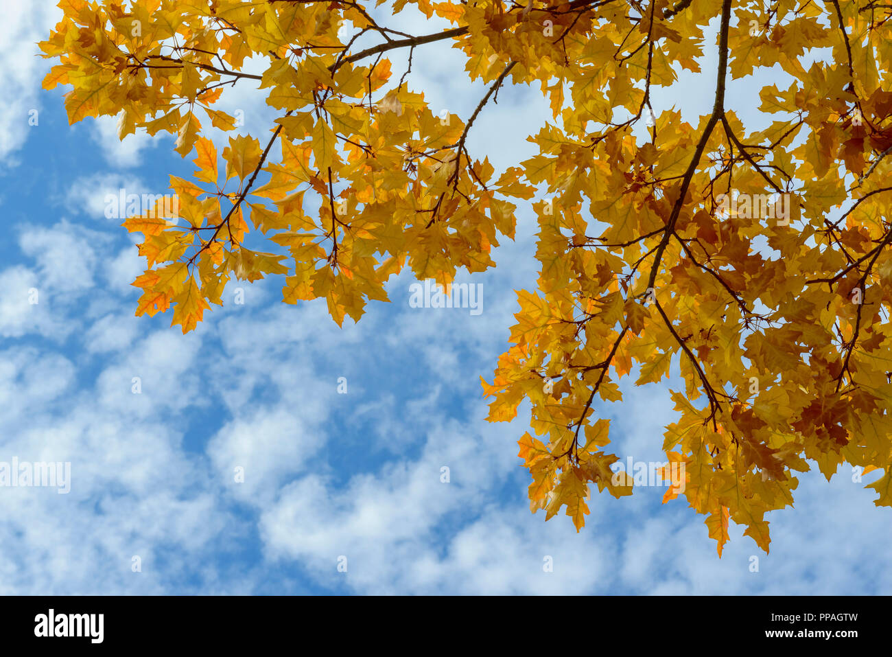 Rote eiche Blätter, Quercus palustris, im Herbst, Deutschland Stockfoto