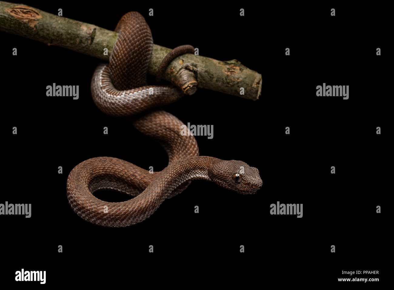 Ein älterer Name purpureomaculatus/Mangrove Bambusotter Stockfoto