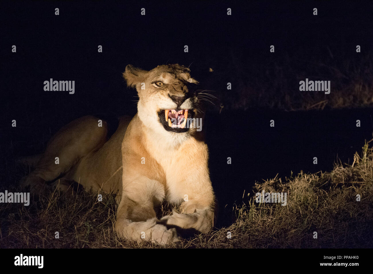 Löwin (Panthera leo) heulen in der Nacht. In der Timbavati Reserve, Krüger, Südafrika Stockfoto