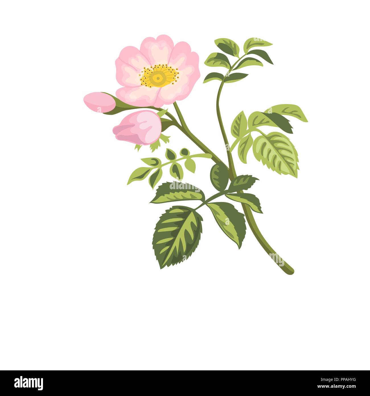 Hund - rose Ast mit Blätter und Blumen. Wild Rose. Rosa Canina. Hagebutten, auch bekannt als Rose haw oder Rose hep. Vector Illustration. Stock Vektor