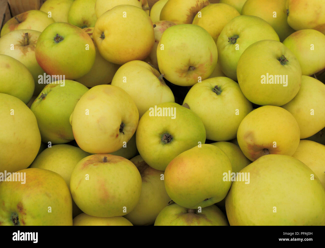Apple, Äpfel, "Norfolk Schönheit', kochen Apple, Hofladen, Display, Malus Domestica, kulinarisch, Obst Stockfoto