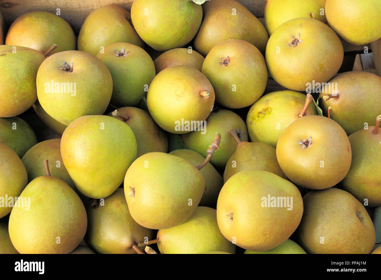 Apple, Beurre Hardy, Äpfel, Farm Shop Anzeige, Malus Domestica, essbare, Obst Stockfoto