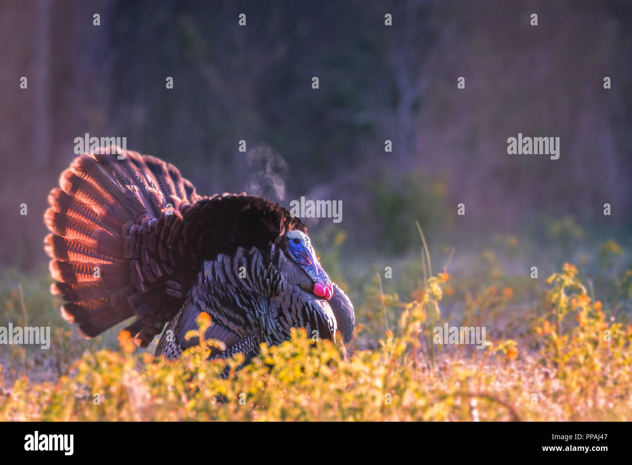 Ein männlicher Östlichen wilde Türkei, oder 'Tom' struts sein Material in der kalten Luft am Morgen in einem Feld der Goldrute und gelbe Rakete Unkraut im südlichen Indiana, USA Stockfoto